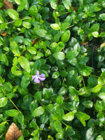 Vinca minor 'Flower Power'   pot 9x9 cm