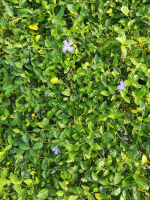 Vinca minor 'Josefine'   pot 9x9 cm  
