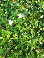 Vinca minor 'White Power'   pot 9x9 cm  