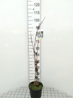 Abeliophyllum distichum   pot   30 40 cm