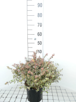 Abelia x grandiflora 'Conti' (Confetti)   pot   25 30 cm