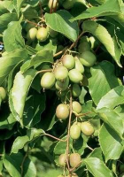 Actinidia arguta 'Geneva'   pot   50 60 cm