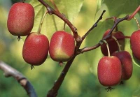 Actinidia arguta 'Ken's Red'   pot   50 60 cm  