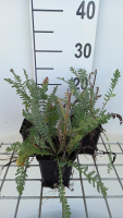 Achillea 'Alabaster'   pot 9x9 cm