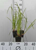 Acorus calamus   pot 9x9 cm  