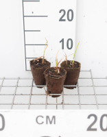 Acorus calamus   biopot diameter 7 cm