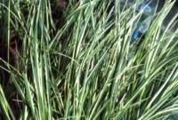Acorus calamus 'Variegatus'   pot 9x9 cm
