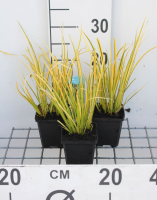 Acorus gramineus 'Ogon'   pot 9x9 cm  