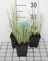 Acorus gramineus   pot 9x9 cm