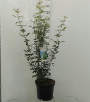 Acer griseum   pot 12L   80 100 cm