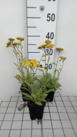 Achillea 'ACBZ0002' (Little Moonshine)   pot 9x9 cm  