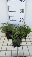 Achillea millefolium 'Apfelblüte'   pot 9x9 cm