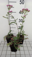 Achillea millefolium 'Lilac Beauty'   pot 9x9 cm  