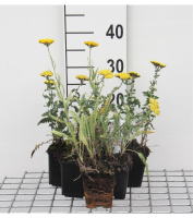 Achillea 'Moonshine'   pot 9x9 cm  