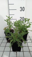 Achillea 'Pomegranate'   pot 9x9 cm