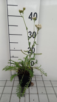 Achillea millefolium 'White Beauty'   pot 9x9 cm