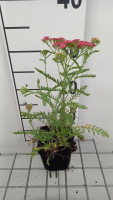 Achillea millefolium 'Wesersandstein'   pot 9x9 cm