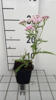 Achillea millefolium 'Wonderful Wampee'   pot 9x9 cm