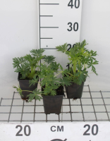 Aconitum napellus   pot 9x9 cm