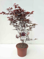Acer palmatum 'Atropurpureum'   pot 15L   100 125 cm  
