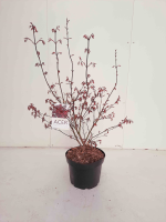 Acer palmatum 'Atropurpureum'   pot 10L   70 80 cm