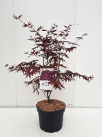 Acer palmatum 'Bloodgood'   pot 10L   70 80 cm  