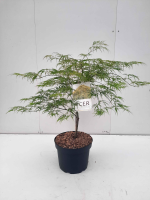 Acer palmatum 'Dissectum'   pot 10L   60 80 cm