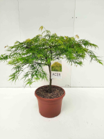 Acer palmatum 'Dissectum'   pot 15L   60 80 cm