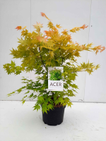 Acer palmatum 'Orange Dream'   pot 10L   60 80 cm