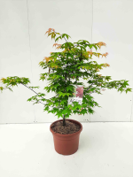 Acer palmatum 'Ohsakazuki'   pot 15L   100 125 cm