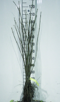Acer pseudoplatanus   blote wortel   90 120 cm