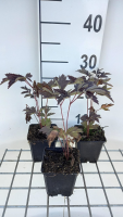 Actaea simplex 'Black Negligee'   pot 9x9 cm