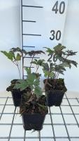 Actaea simplex 'Brunette'   pot 9x9 cm