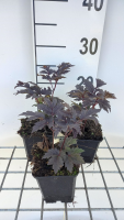 Actaea 'Chocoholic'   pot 9x9 cm