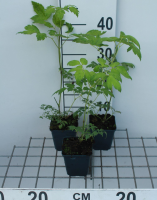Actaea simplex 'White Pearl'   pot 9x9 cm  