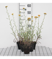 Achillea 'Terracotta'   pot 9x9 cm