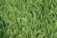 Achillea tomentosa   pot 9x9 cm