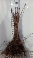Aesculus hippocastanum   blote wortel   40 60 cm