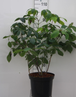 Aesculus parviflora   pot 12L   60 80 cm