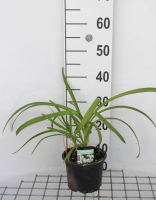 Agapanthus africanus 'Albus'   pot 2L  