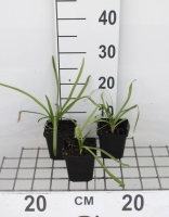 Agapanthus africanus 'Albus'   pot 9x9 cm  