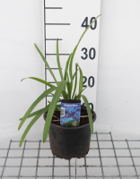 Agapanthus africanus   pot 2L  