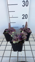 Ajuga reptans 'Burgundy Glow'   pot 9x9 cm  