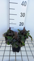 Ajuga reptans 'Braunherz'   pot 9x9 cm  