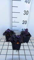Ajuga reptans 'Binblasca' (Black Scallop)   pot 9x9 cm  