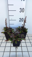 Ajuga tenorii 'Valfredda'   pot 9x9 cm