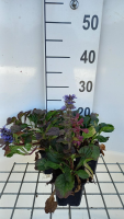 Ajuga reptans 'Catlin's Giant'   pot 9x9 cm  