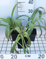 Allium giganteum   pot 1L