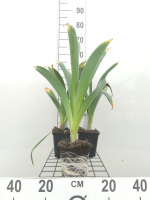 Allium 'Gladiator'   pot 1L  