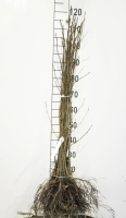 Alnus glutinosa   blote wortel   60 90 cm